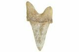 Serrated Sokolovi (Auriculatus) Shark Tooth - Dakhla, Morocco #249419-1